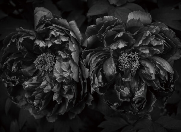 鶴田真由写真展「牡丹 Botan」