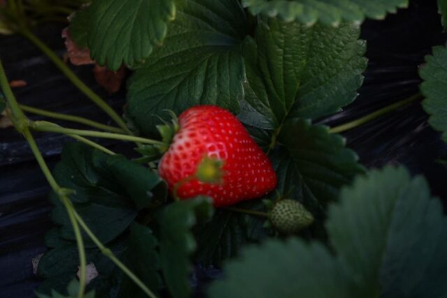 .
ストアで販売している、芳賀町のひとみ農園さんが育てた苺（とちあいか）のご紹介です。

完熟の状態で収穫される苺は、一粒一粒が根元まで美しい赤色に染まっています。
暖かなハウスの中では、蜂たちが花から花へと飛び回り、形よく、甘み豊かな苺になるように働いています。

これからの季節、ゆっくりと熟し、さらに味わいを深めていく苺を、ぜひお召し上がりください。
※基本的には、毎週金曜日に入荷しております。（変更することもありますので、確実に購入を希望される場合は事前にご連絡いただけますと幸いです。）

カフェのデザートにも使用しておりますので、あわせてお楽しみいただけましたら幸いです。

ひとみ農園（@hitomi_strawberryfarm）

#starnet #益子#とちあいか