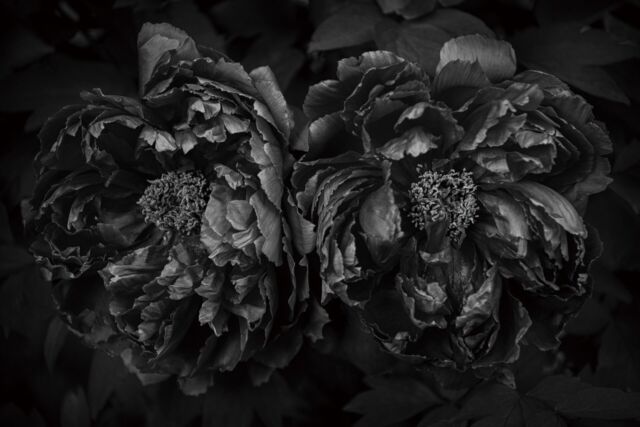 .
9月14日（月）より、鶴田真由さんの写真展「牡丹　Botan」を 丘の上のstarnet ZONEにて開催いたします。
 
 
期 間　2026年9月14日(月) – 9月27日(日)
時 間　11:00-17:00（最終日15:00）
会 場　starnet ZONE
 
close : 9/17, 24
 
 
＜作家メッセージ＞
 
益子とのご縁は、2015年の「土祭」に始まる。
 
山本八幡神社の例大祭で演劇を奉納するため、私は地元・鎌倉から湧水を携え、この地を訪れた。鎌倉と益子、二つの土地を水で結ぶような気持ちだった。
 
あれから11年。
再び益子へと向かう今、山本八幡神社の天井に描かれていた牡丹に導かれるように、鎌倉の鶴岡八幡宮で撮影した牡丹を、この地へ捧げたいと思った。
 
花はひらき、満ち、散り、土へと還る。
終わりのように見えるその先で、生命はまた姿を変え、新しい巡りを始めてゆく。
 
牡丹もまた、幾重にも重なる花弁をゆっくりとほどきながら、光を孕み、熱を帯び、深くひらいてゆく。
その柔らかなひだの奥に湿り気を帯びた暗がりがあり、何かが密やかに脈打っている。
満ちては引き、ひらいては散り、生まれては還る。
最も美しく花ひらく時、その内にはすでに散りゆく気配が宿っている。
 
光と闇、生と死は互いの境を失い、ひとつの生命の中で静かに溶け合ってゆく。
 
11年前は、水を。
そして今、花を。
 
ひとつの時が満ち、また新しい時へと移ろうように、人も場所も、形を変えながら巡ってゆく。
この地に、また新たな風が生まれることを願って。

.

starnet
栃木県芳賀郡益子町益子3278-1
open: 11:00 am ~ 05:00 pm
closed: 木曜日
phone: 0285-72-9661
e-mail: starnet@starnet-bkds.com